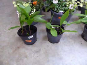 Pair of potted lilies