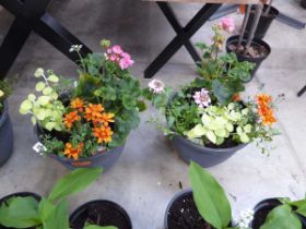 Pair of patio tubs of mixed plants