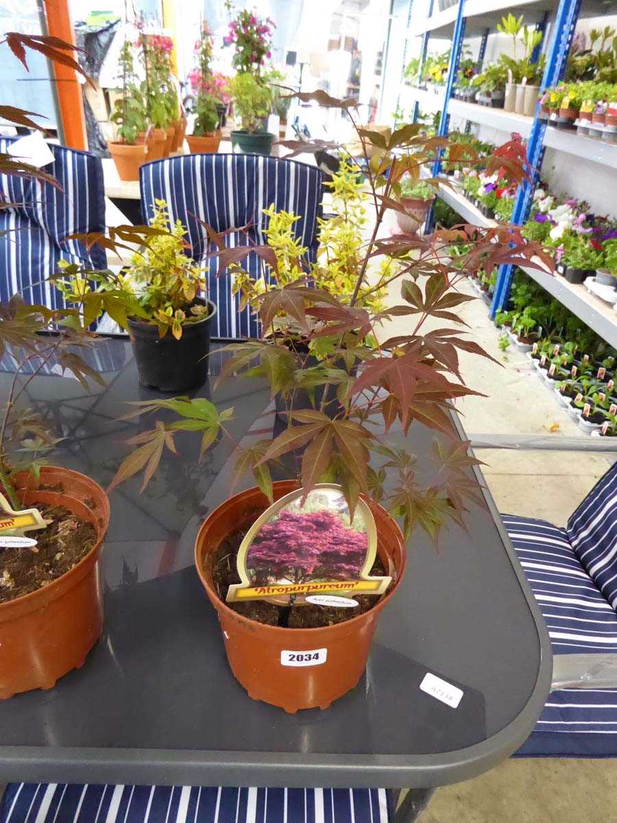 Potted Atropurpureum Acer