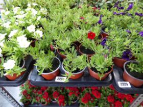 Tray containing 18 red calibrachoa