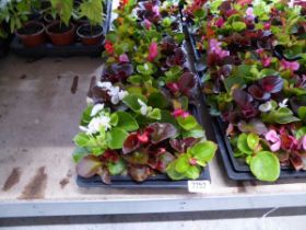 2 trays of mixed begonias