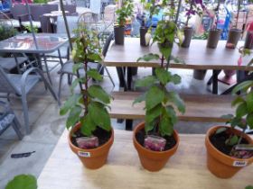 Pair of potted Pennine Fuchsia bushes