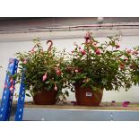 Large pair of potted Fuchsia hanging baskets