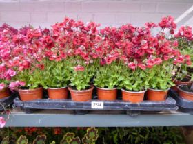 Tray containing 18 red diascia