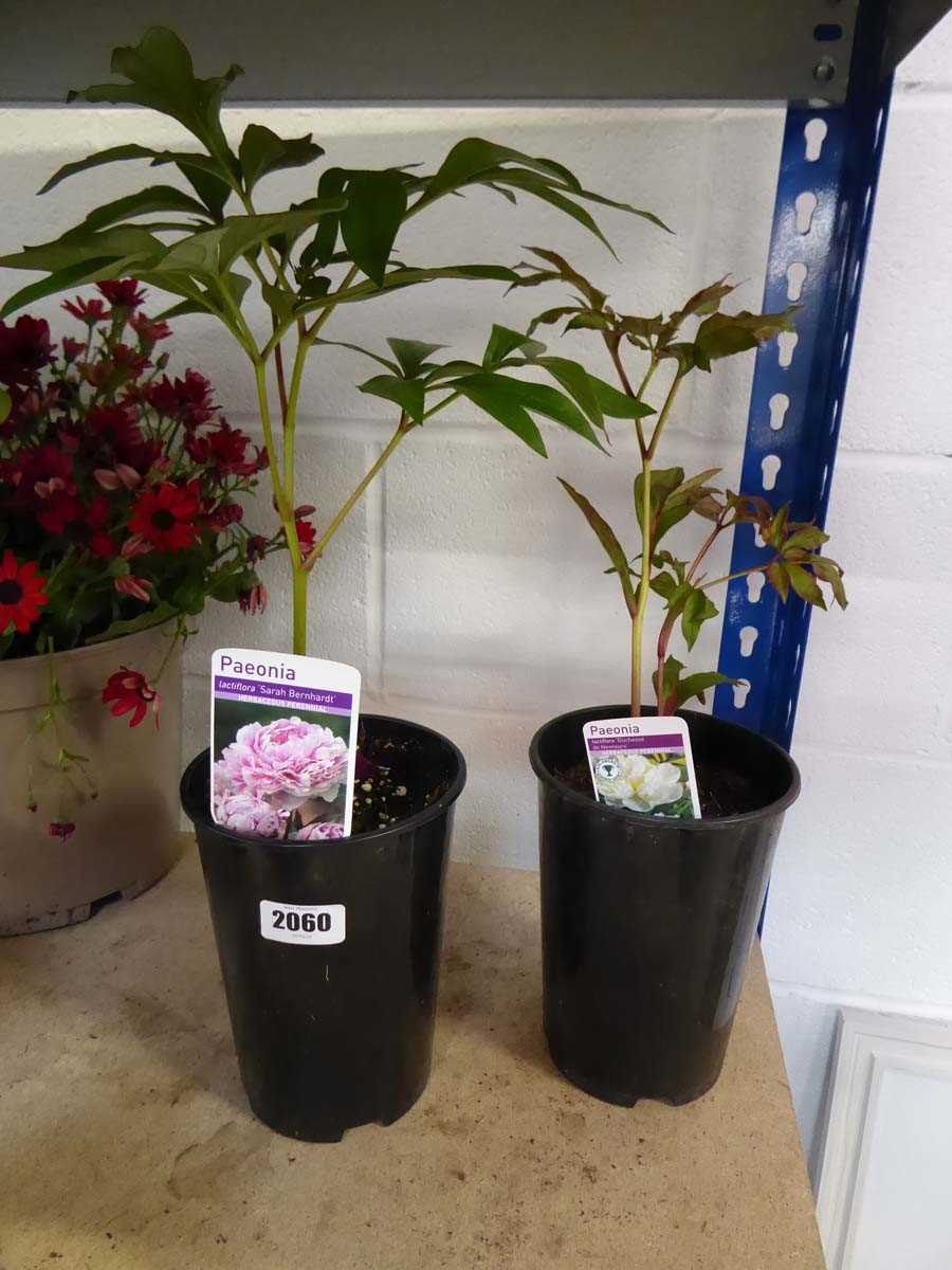 2 potted Paeonia