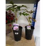 2 potted Paeonia
