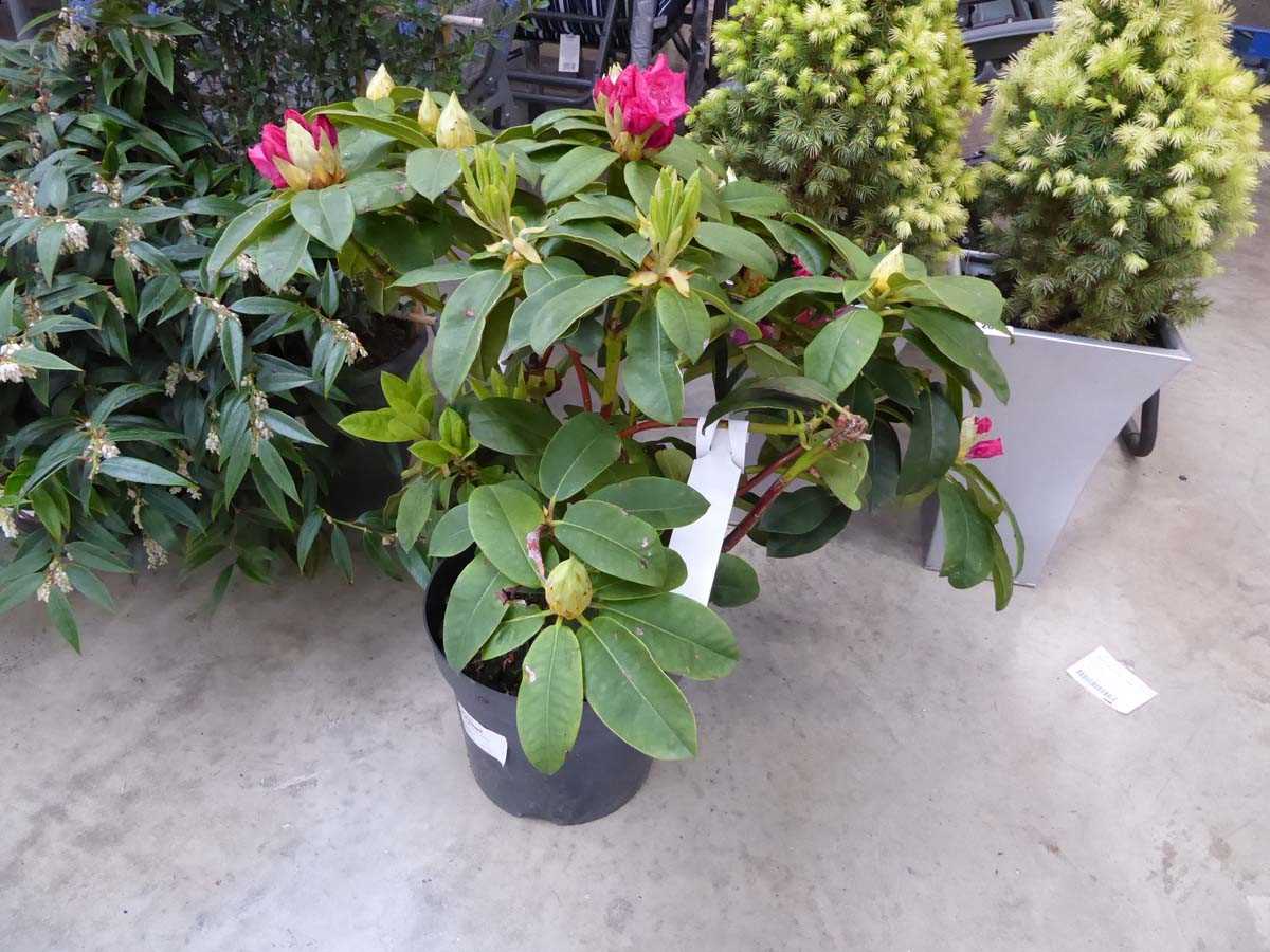 Large potted rocket pink flowering Rhododendron