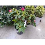 Large potted rocket pink flowering Rhododendron