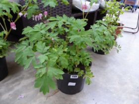 Large potted bleeding heart