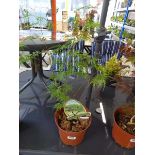 Potted Emerald Lace Acer