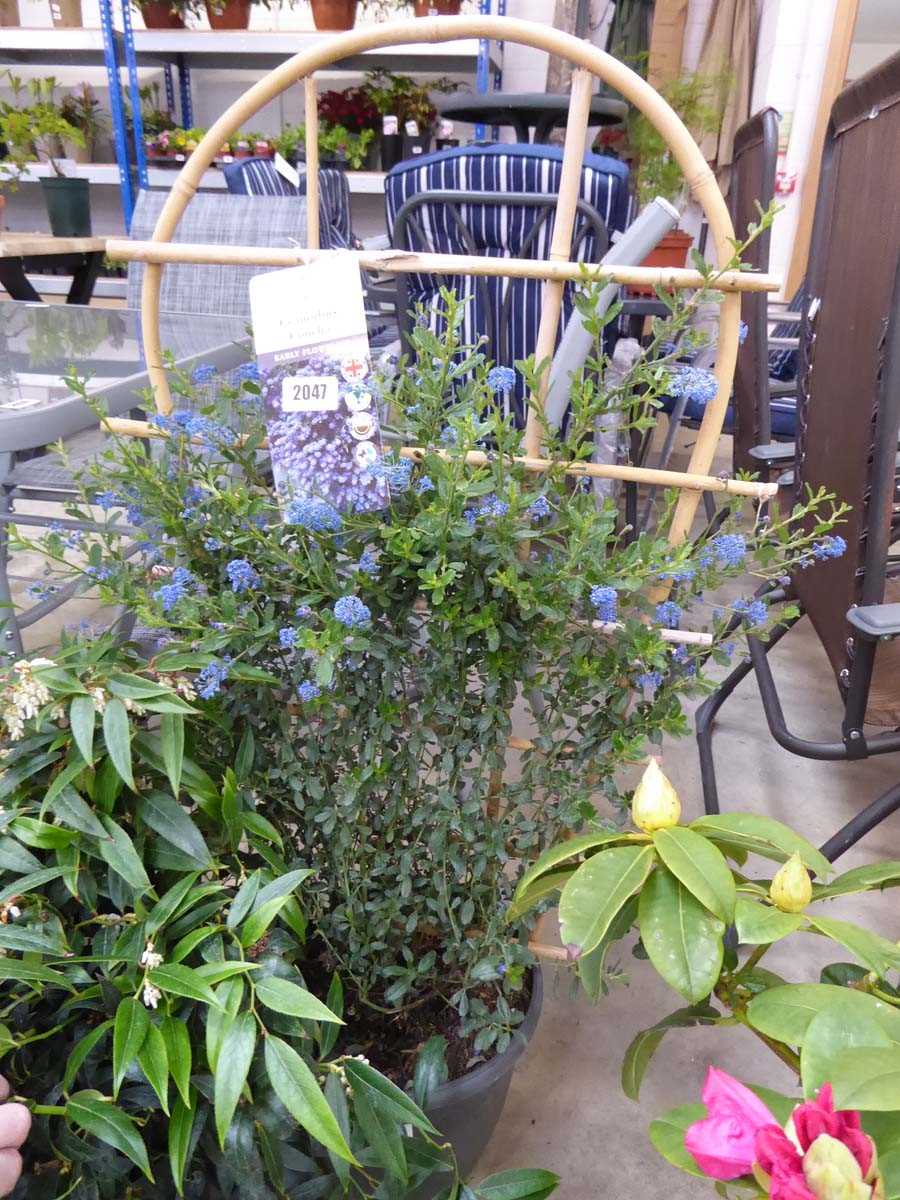 Large potted Ceanothus Concha on trellis