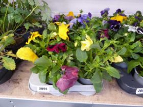 Tray containing 12 pots of Pansies