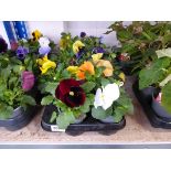 Tray containing 12 pots of Pansies