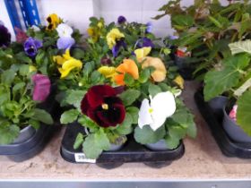 Tray containing 12 pots of Pansies