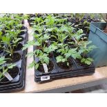 Tray containing 18 pots of Toms Roma tomato plants