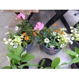 Pair of patio tubs of mixed plants