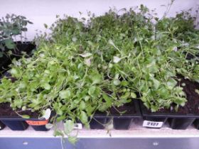 3 trays of mixed Lobelia