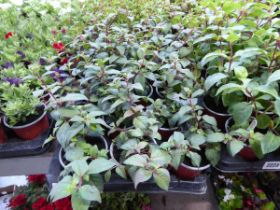 Tray containing 18 pots of trailing Camino fuchsias