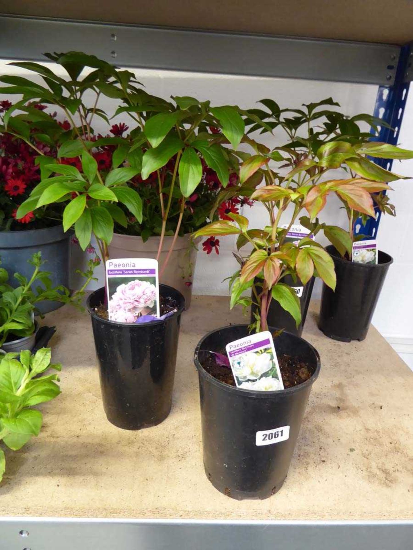 2 potted Paeonia