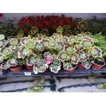 Tray containing 18 Mrs. Palace geraniums