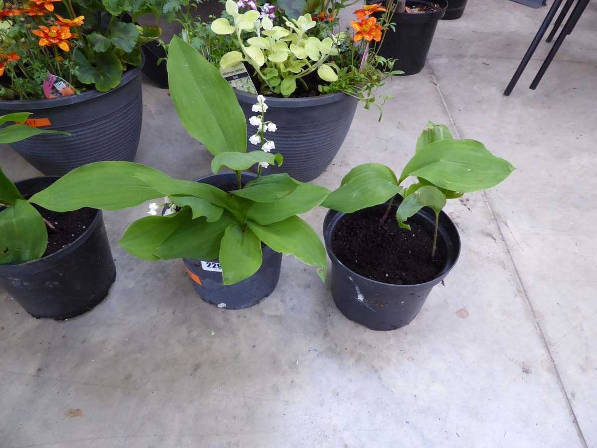 Pair of potted lily of the valley