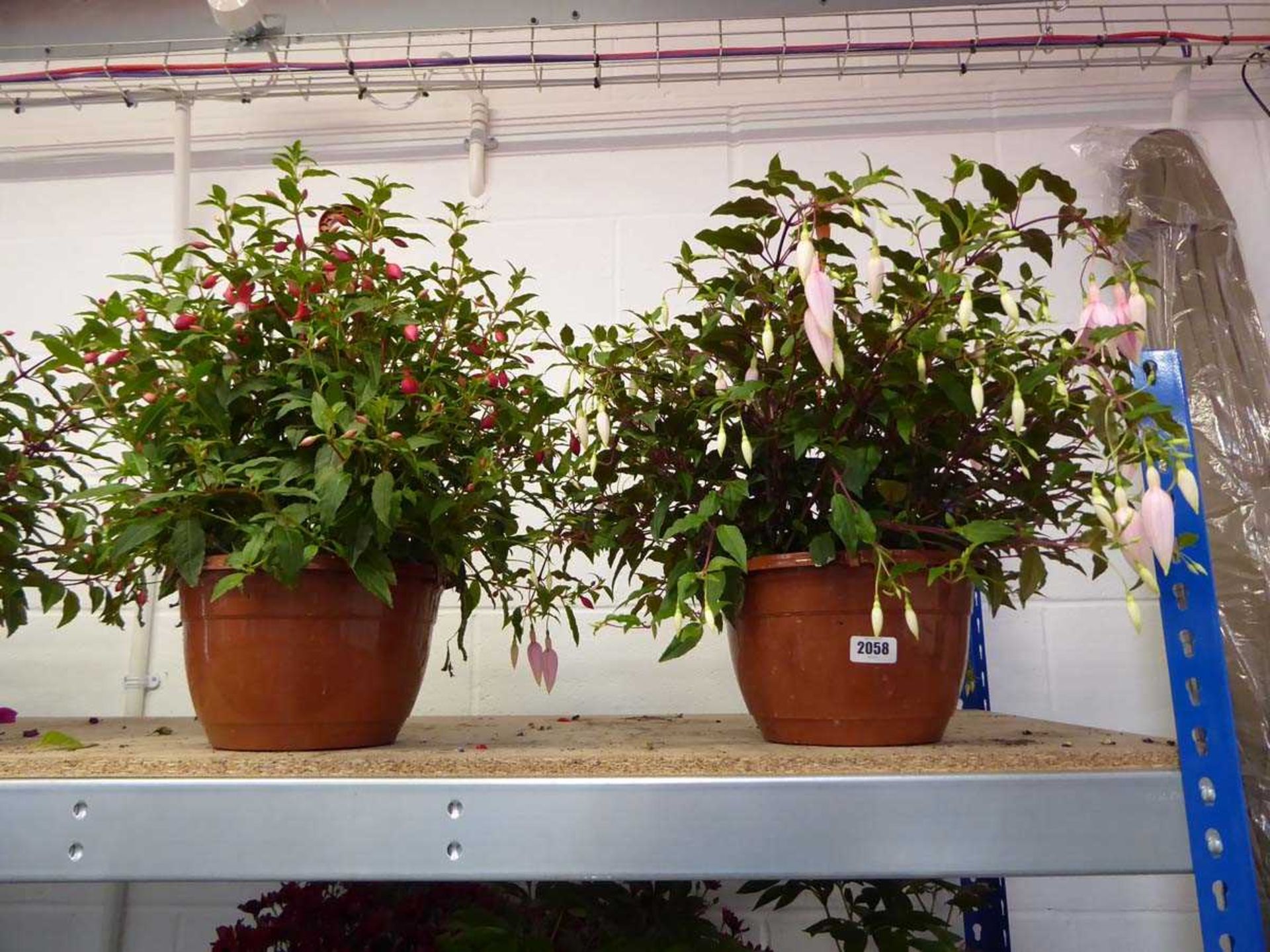 Large pair of potted Fuchsia hanging baskets