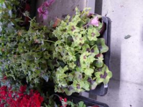 Tray containing 18 ivy leaf geraniums