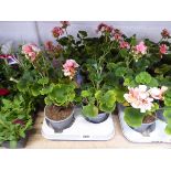 Tray containing 8 pots of geraniums