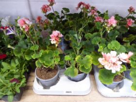 Tray containing 8 pots of geraniums