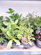 Tray containing 8 pots of mixed perennial plants to include Lupins, Lobelia, etc