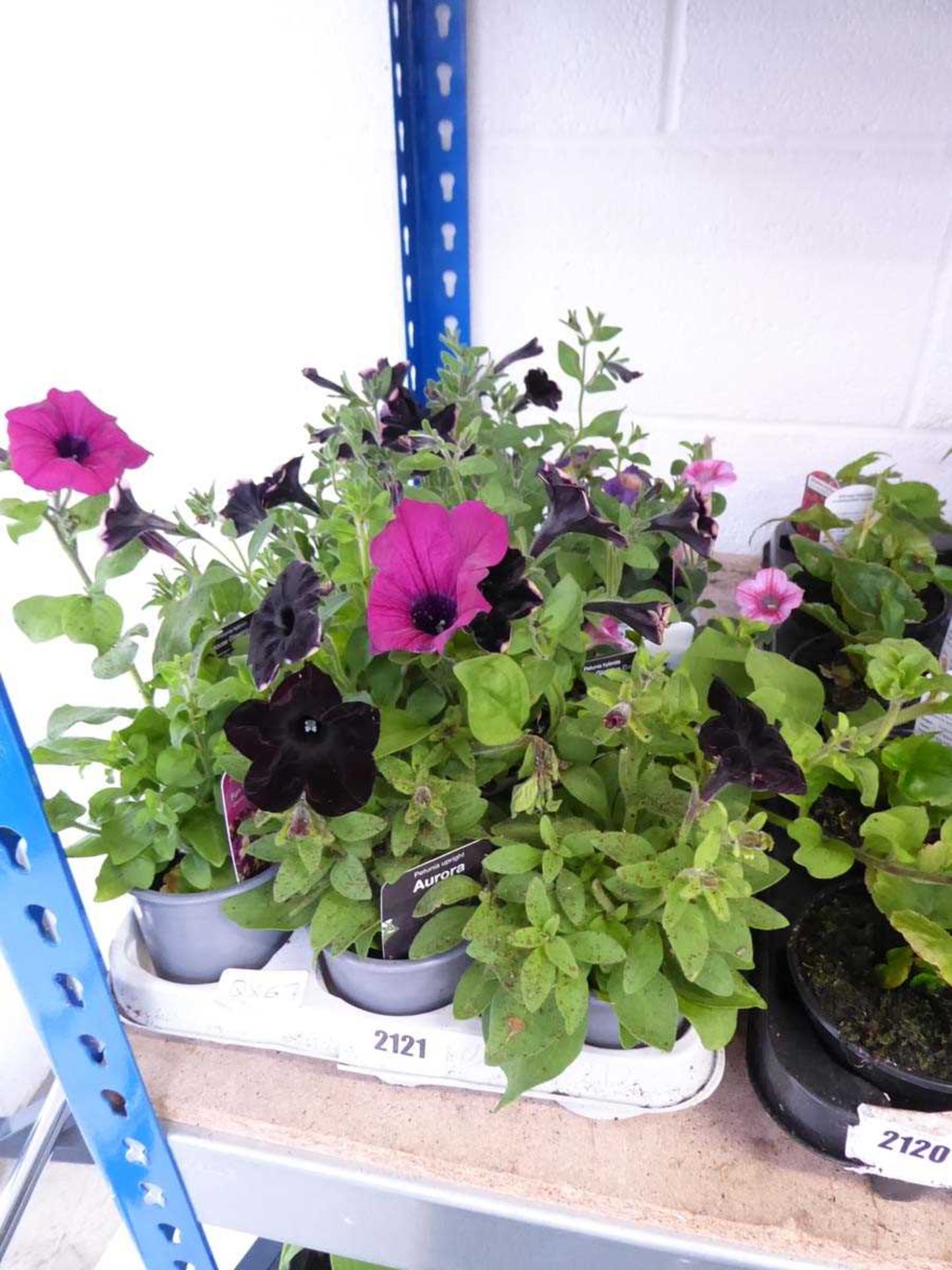 Tray containing 12 pots of mixed Petunias