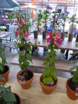 Pair of potted Fuchsia bushes (varieties Patio Princess and Pink Fantasia)