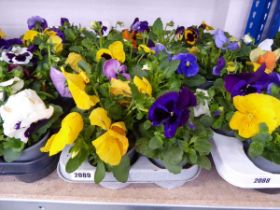 Tray containing 12 pots of Pansies