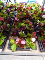 2 trays of mixed begonias