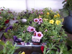 Tray containing 9 pots of mixed Calibrachoa