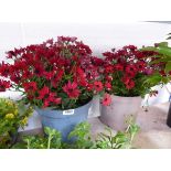 Pair of red flowering senniti planters
