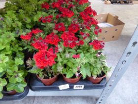 Tray containing 18 red verbena