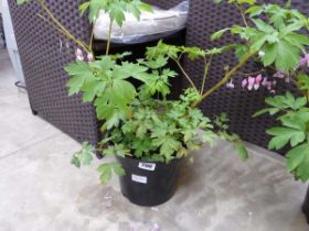 Large potted bleeding heart