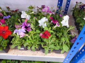 4 trays of mixed Petunias