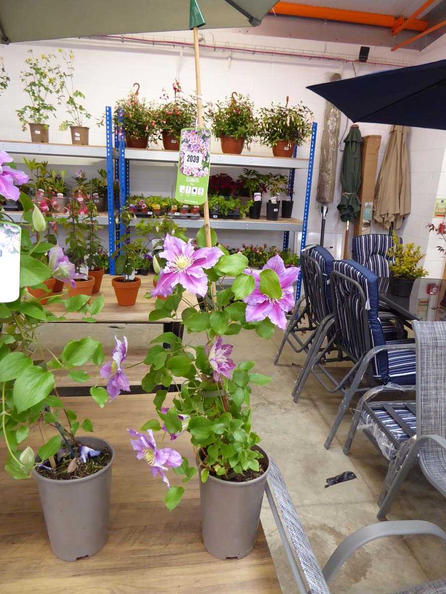 Potted Piilu climbing Clematis