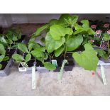 Tray containing Enorma runner beans with tray of courgettes