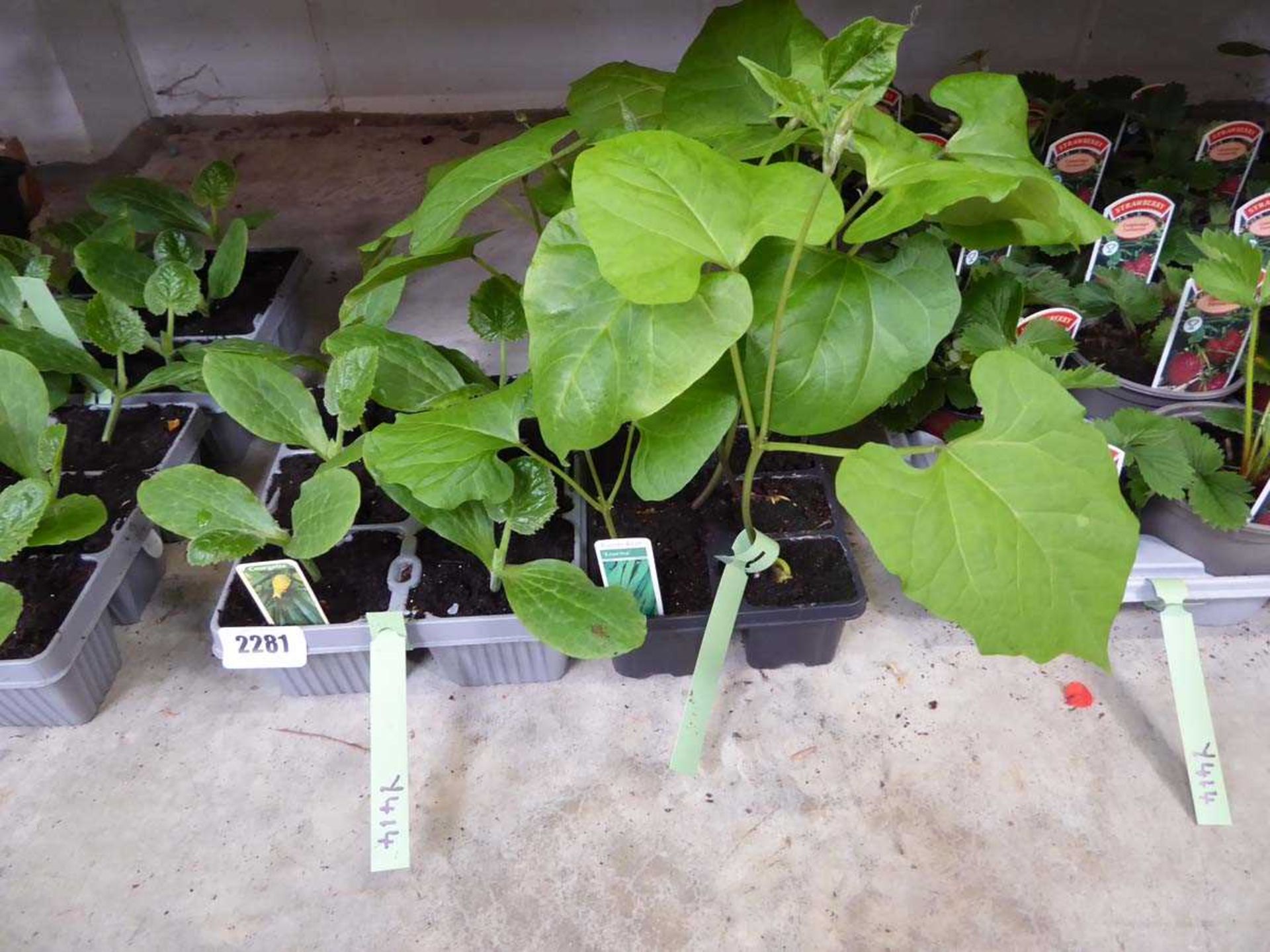 Tray containing Enorma runner beans with tray of courgettes