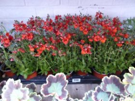 Tray containing 18 orange diascia