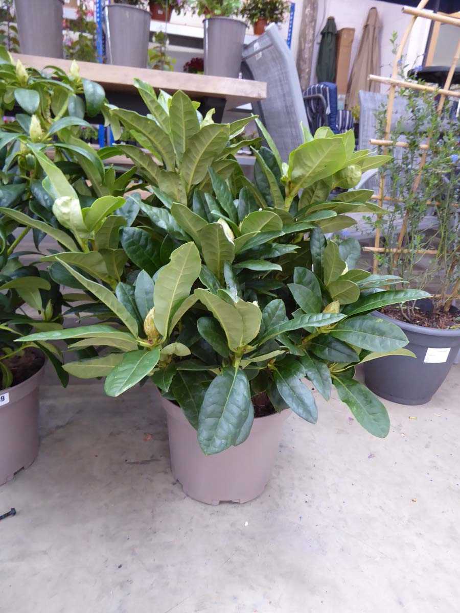 Large potted Libretto purple flowering Rhododendron