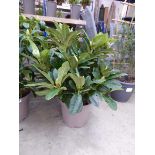 Large potted Libretto purple flowering Rhododendron