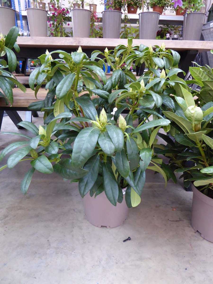 Large potted Libretto purple flowering Rhododendron