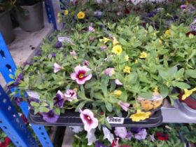 Tray containing 9 pots of mixed Calibrachoa