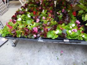 2 trays of mixed begonias