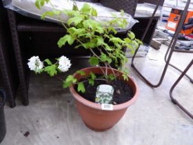 Potted Roseum Viburnam