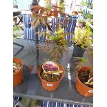 Potted Atropurpureum Acer